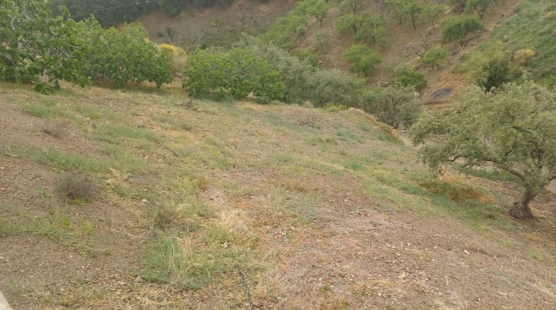 Malaga - Almáchar - 8500m2