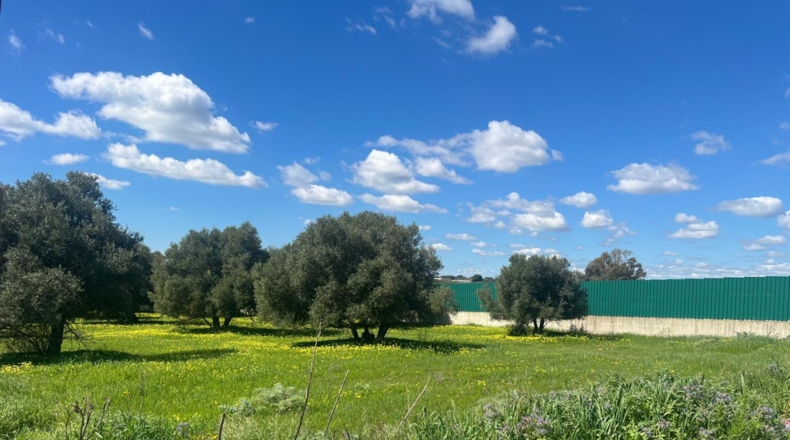 Huelva - Aljaraque - 4666m2