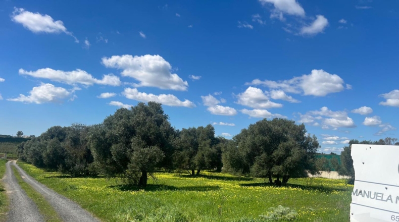 Huelva - Aljaraque - 4666m2