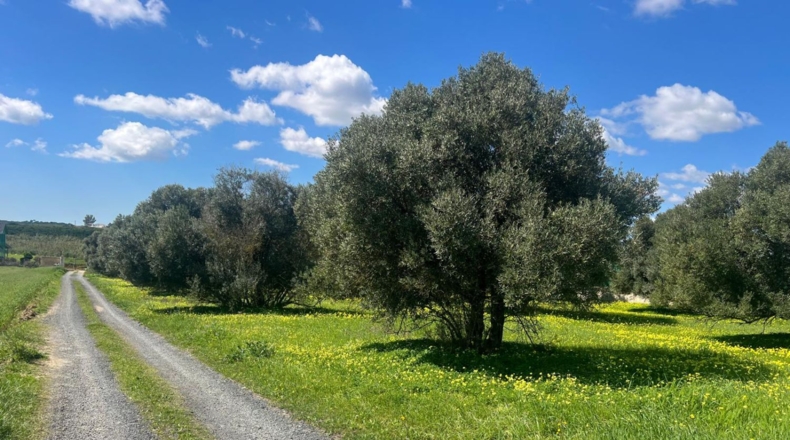 Huelva - Aljaraque - 4666m2