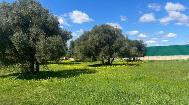 Huelva - Aljaraque - 4666m2