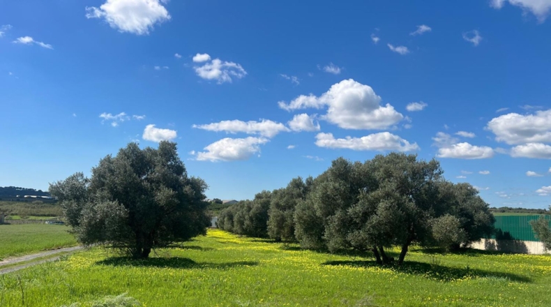 Huelva - Aljaraque - 4666m2