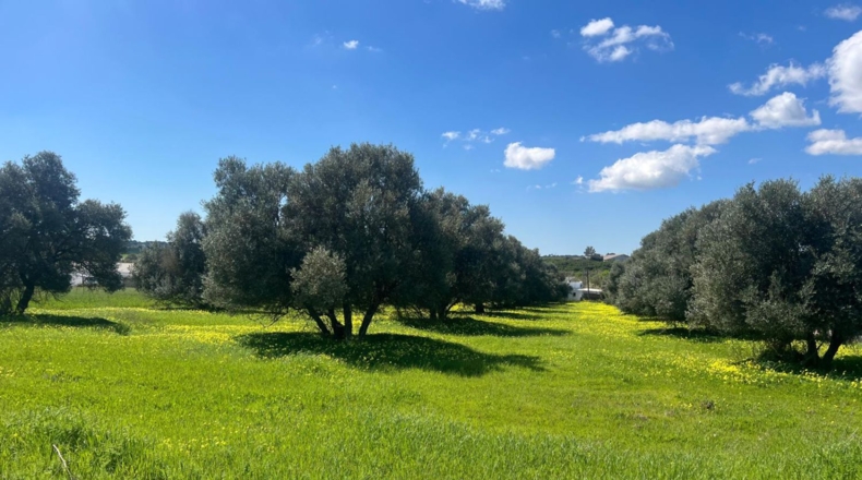Huelva - Aljaraque - 4666m2