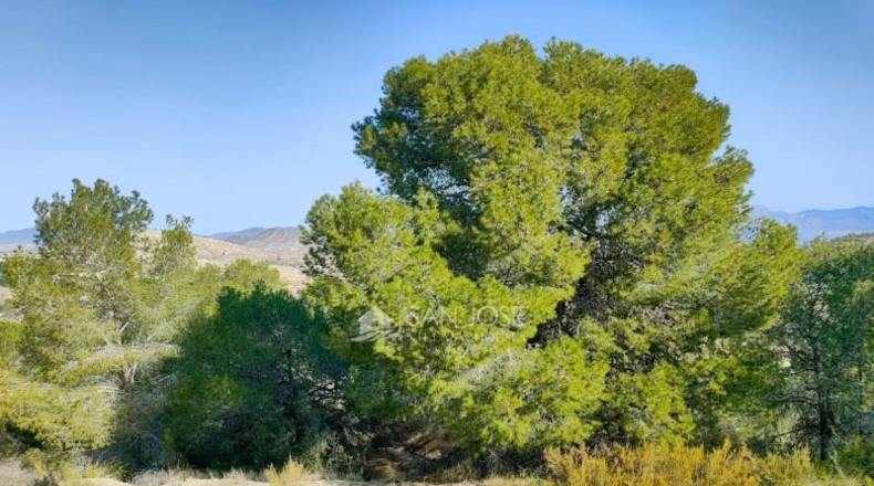 Alicante - Aspe - 3900m2