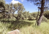Xalet independent amb terreny en venda a la España, Añora, ref.: TR401627 foto