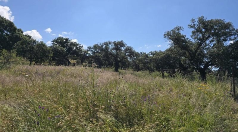Córdoba - Pozoblanco - 60546m2