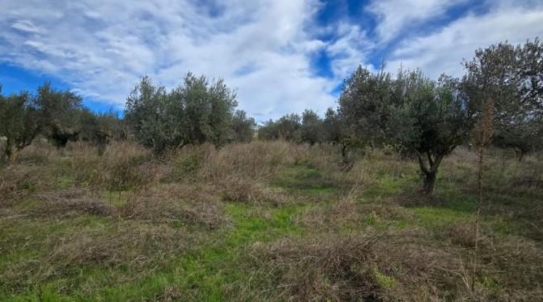 Castellón - Chert - 30000m2