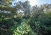 Land suitable for development for sale on España, Santa Margalida, ref: TR401710 photo