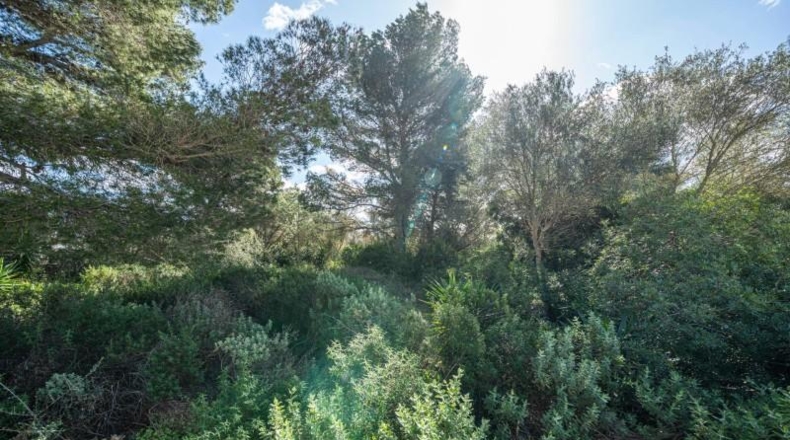 Illes Balears - Santa Margarita - 358m2