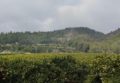 Terreny amb magatzem en venda a la España, l'Atzúbia, ref.: TR401781 foto
