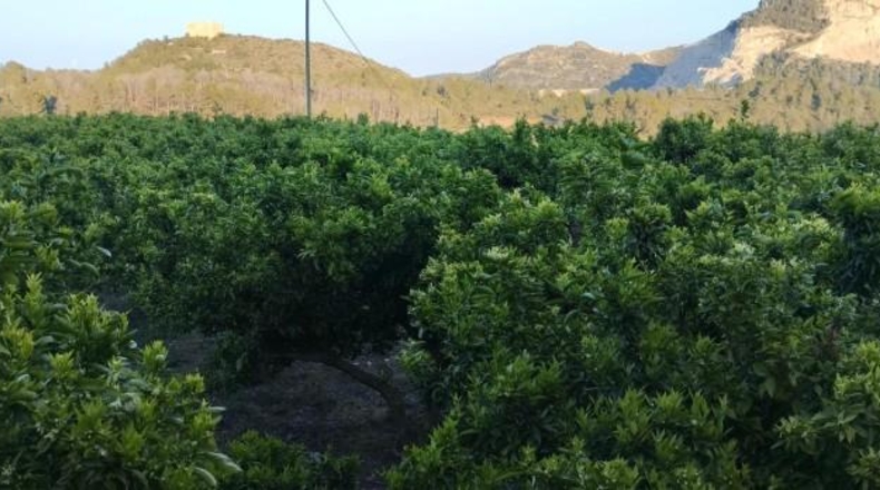 Alicante - Adsubia - 94120m2