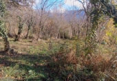 Rural estate for sale in Aínsa ref: TR397189 photo