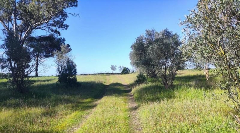Huelva - Bollullos Par del Condado - 5188m2