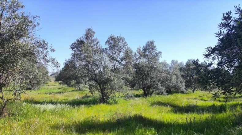 Huelva - Bollullos Par del Condado - 5188m2