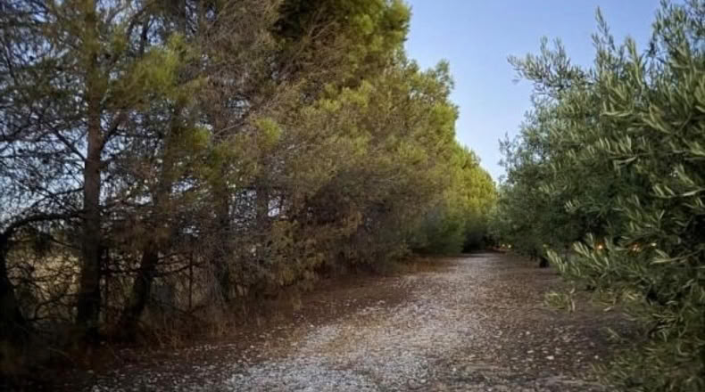 Comunidad de Madrid - Чинчон - 2500m2