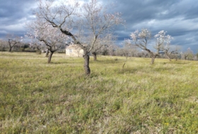 Tírig 8267&nbsp;м²