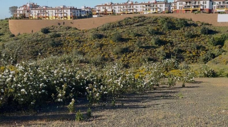 Huelva - Ayamonte - 1105m2