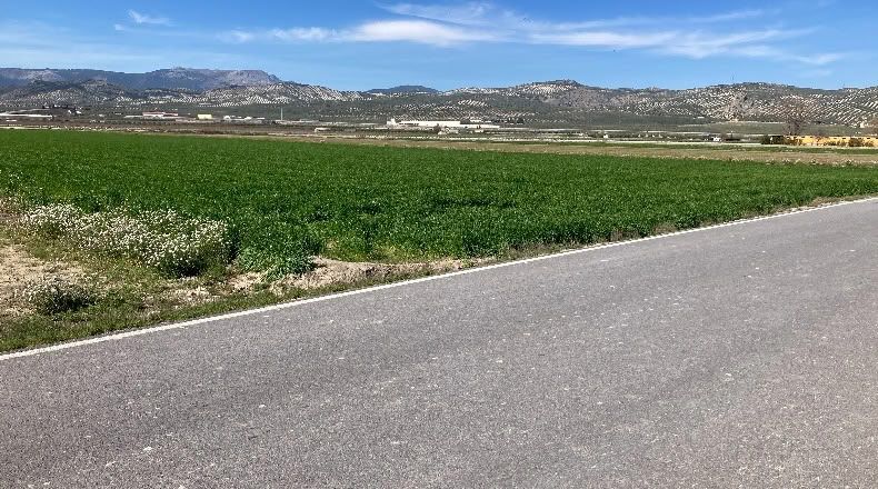 Granada - Pinos Puente - 23400m2