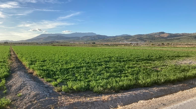Granada - Pinos Puente - 23400m2
