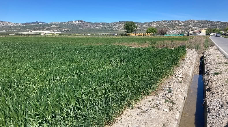 Granada - Pinos Puente - 23400m2