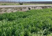 Non-developable land for sale on Camino de Valderrubio a Zujaira, Pinos Puente, ref: TR112100 photo