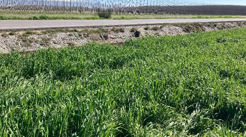 Granada - Pinos Puente - 23400m2