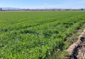 Non-developable land for sale on Camino de Valderrubio a Zujaira, Pinos Puente, ref: TR112100 photo