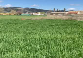 Non-developable land for sale on Camino de Valderrubio a Zujaira, Pinos Puente, ref: TR112100 photo