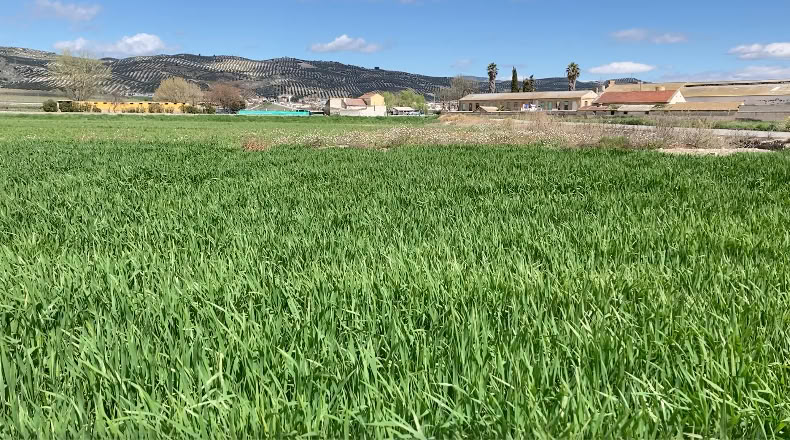Granada - Pinos Puente - 23400m2