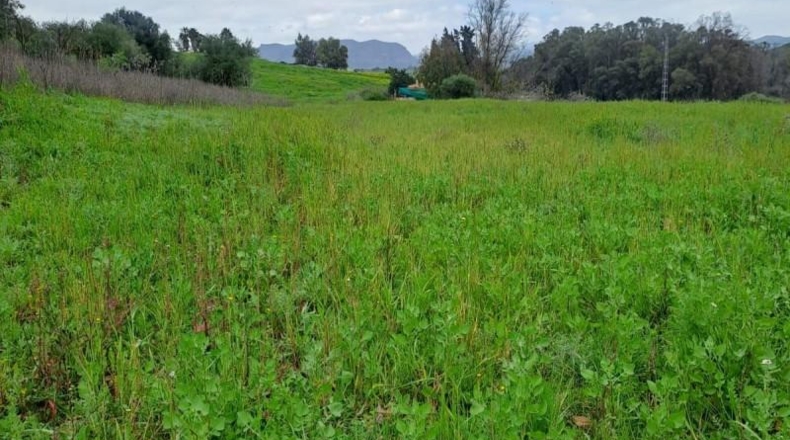 Malaga - Cártama - 6000m2