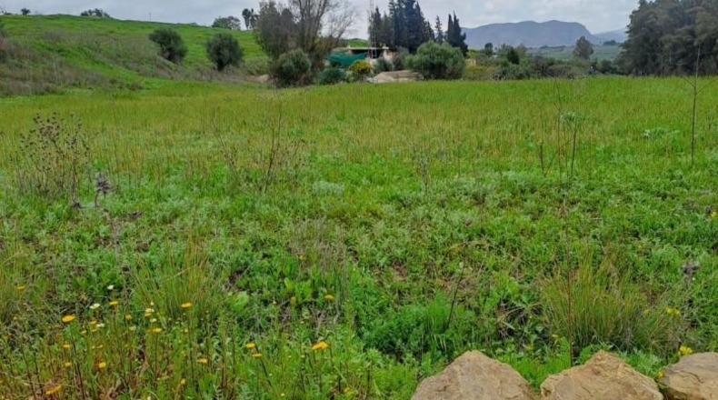 Malaga - Cártama - 6000m2