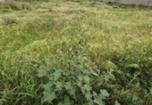 Land suitable for development for sale on España, Arcos de la Frontera, ref: TR402117 photo