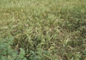 Land suitable for development for sale on España, Arcos de la Frontera, ref: TR402117 photo