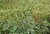 Land suitable for development for sale on España, Arcos de la Frontera, ref: TR402117 photo