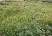 Land suitable for development for sale on España, Arcos de la Frontera, ref: TR402117 photo