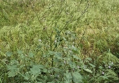 Land suitable for development for sale on España, Arcos de la Frontera, ref: TR402117 photo