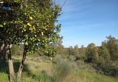 Casa de campo con terreno en venta en la España, Cáceres, ref: TR402214 foto
