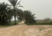 Non-developable land for sale on 38.190418 -0.805007, Crevillent, ref: TR402299 photo
