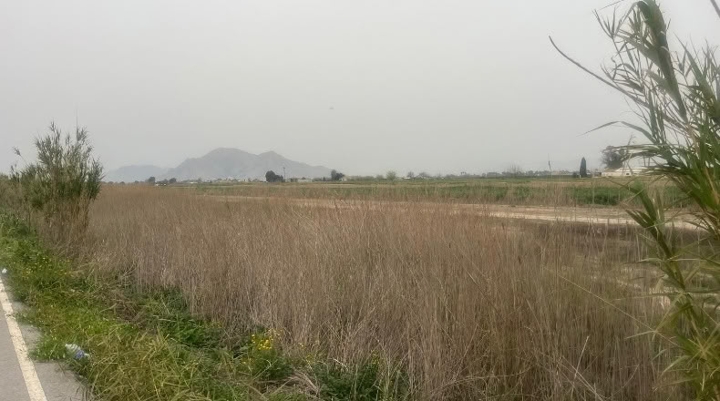 Alicante - Almoradí - 12800m2