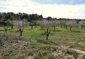 Non-developable land for sale in Mequinenza ref: TR402320 photo