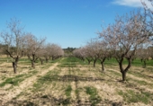 Non-developable land for sale in Mequinenza ref: TR402320 photo