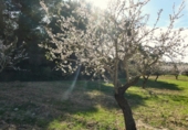 Non-developable land for sale in Mequinenza ref: TR402320 photo