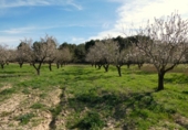 Non-developable land for sale in Mequinenza ref: TR402320 photo