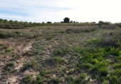 Non-developable land for sale in Mequinenza ref: TR402320 photo