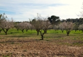 Non-developable land for sale in Mequinenza ref: TR402320 photo