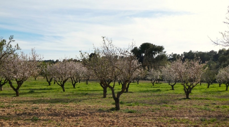 Zaragoza - Mequinenza - 55200m2
