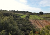 Non-developable land for sale in Mequinenza ref: TR402320 photo