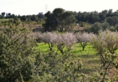Non-developable land for sale in Mequinenza ref: TR402320 photo