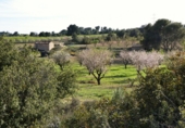 Non-developable land for sale in Mequinenza ref: TR402320 photo