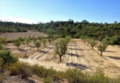 Terreno no urbanizable en venta en Caspe ref: TR402321 foto